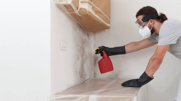 Professional Basement Mold Remediation technician working in Beltsville, MD